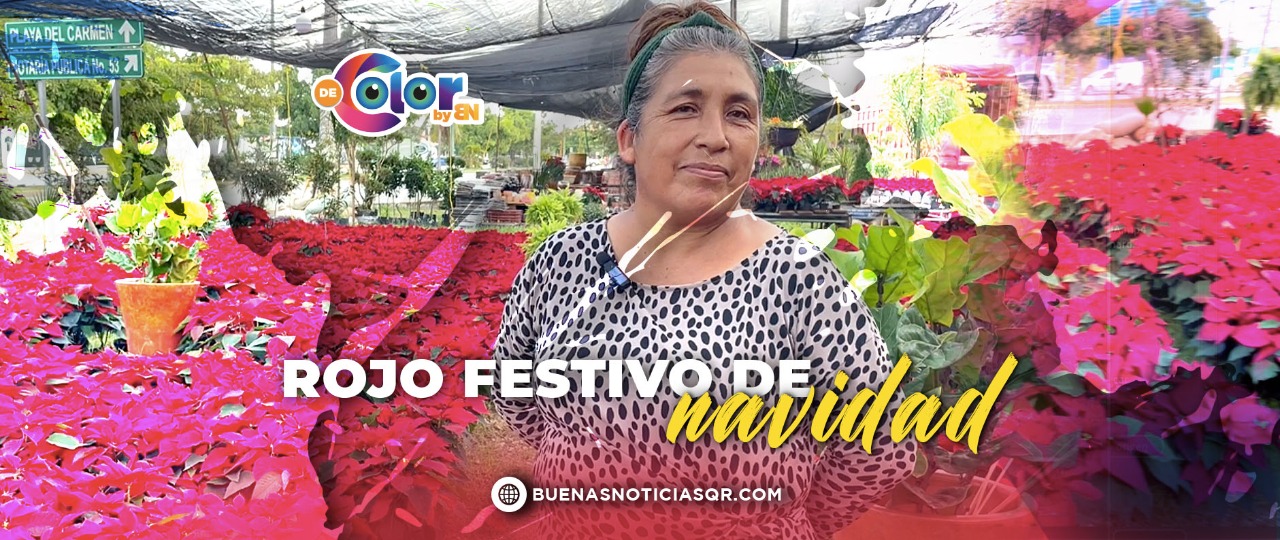 Llega la flor de Nochebuena… ¡un largo viaje a Cancún! (VIDEO)