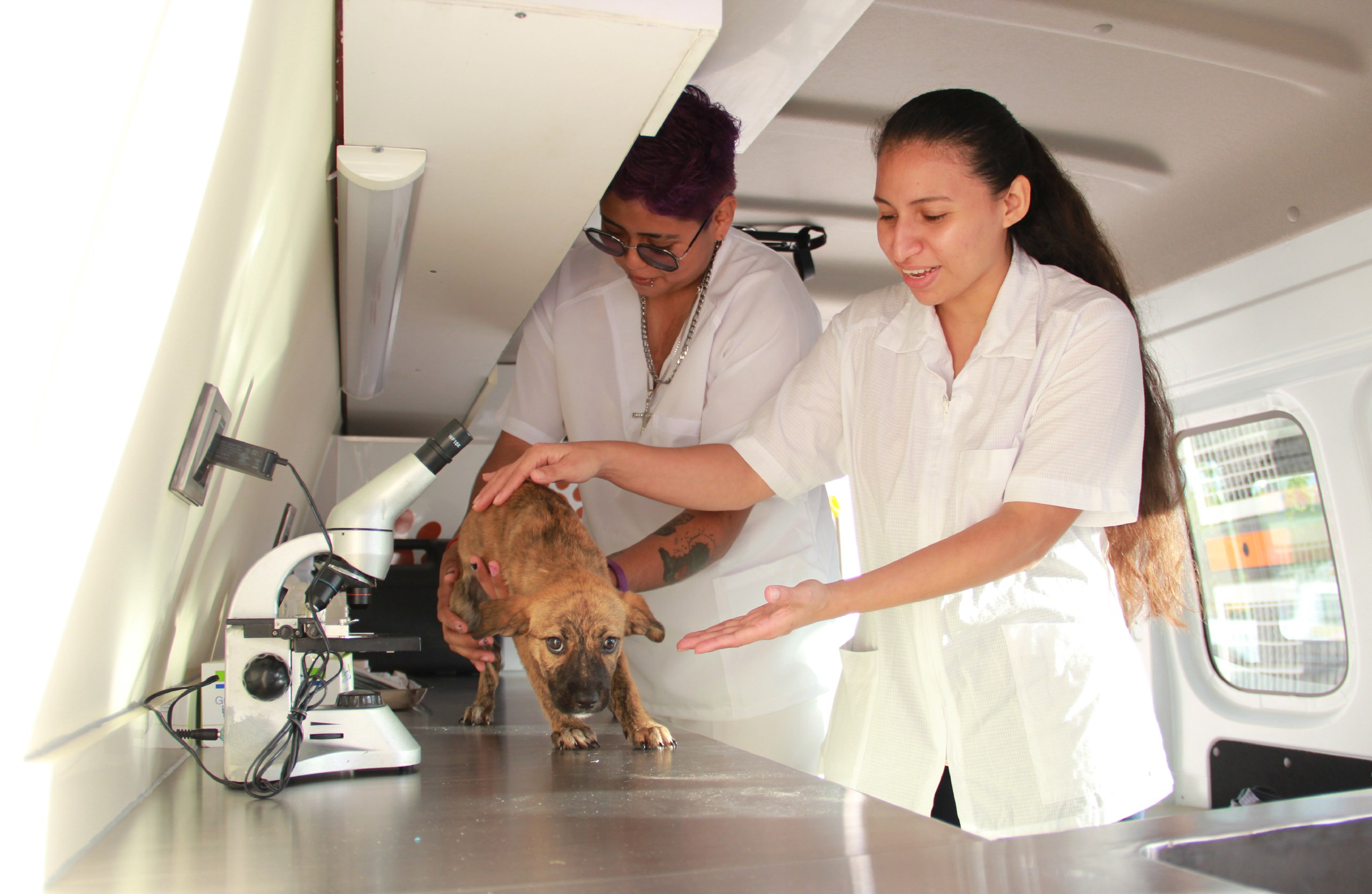 Ponen en marcha en Cancún una clínica animal… ¡móvil!