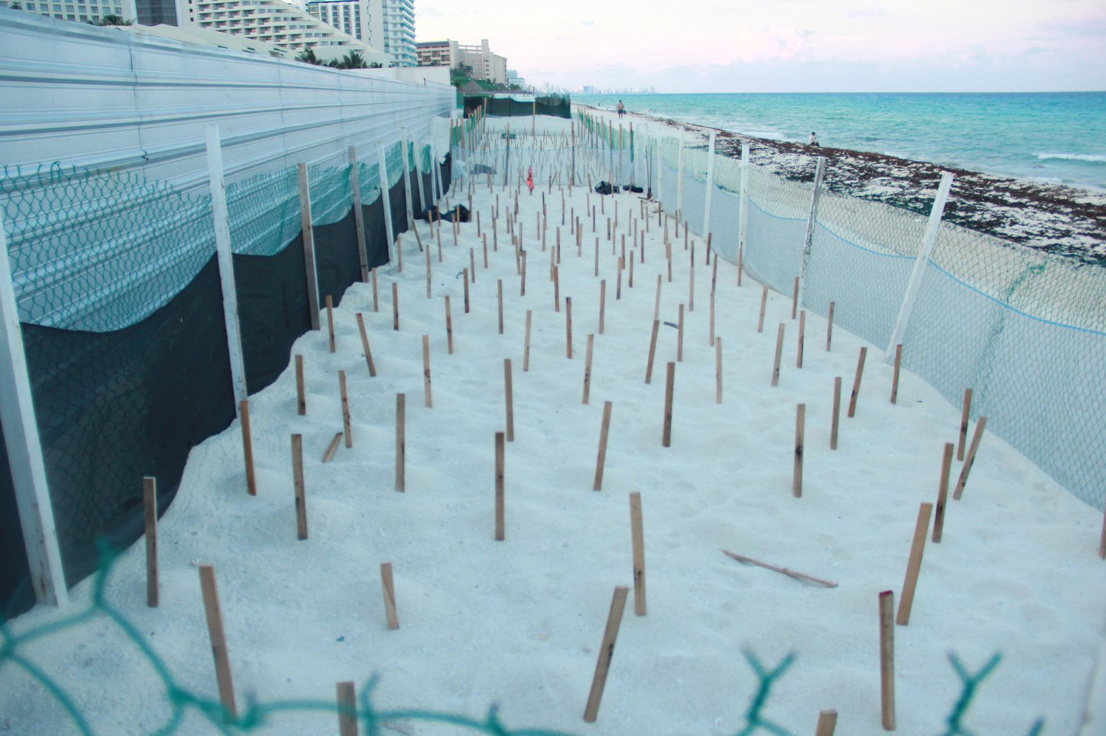 Esto se hace en Cancún para proteger la vida silvestre…