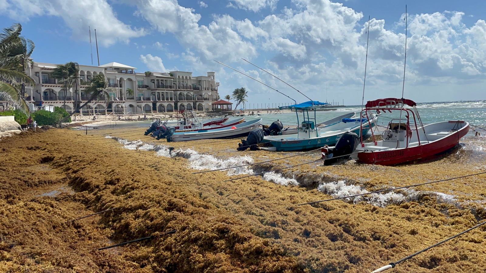 Sargazo ‘pinta’ de café 80 playas de Quintana Roo