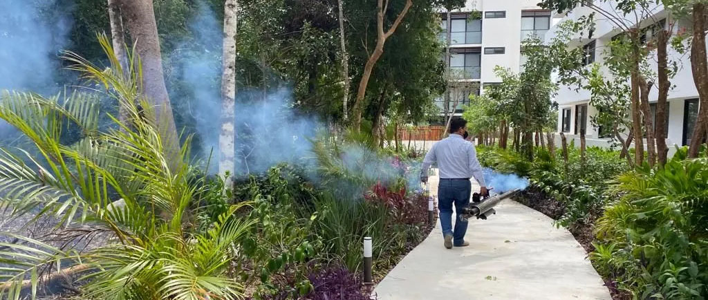 Playa del Carmen: Checa las colonias con más casos de dengue