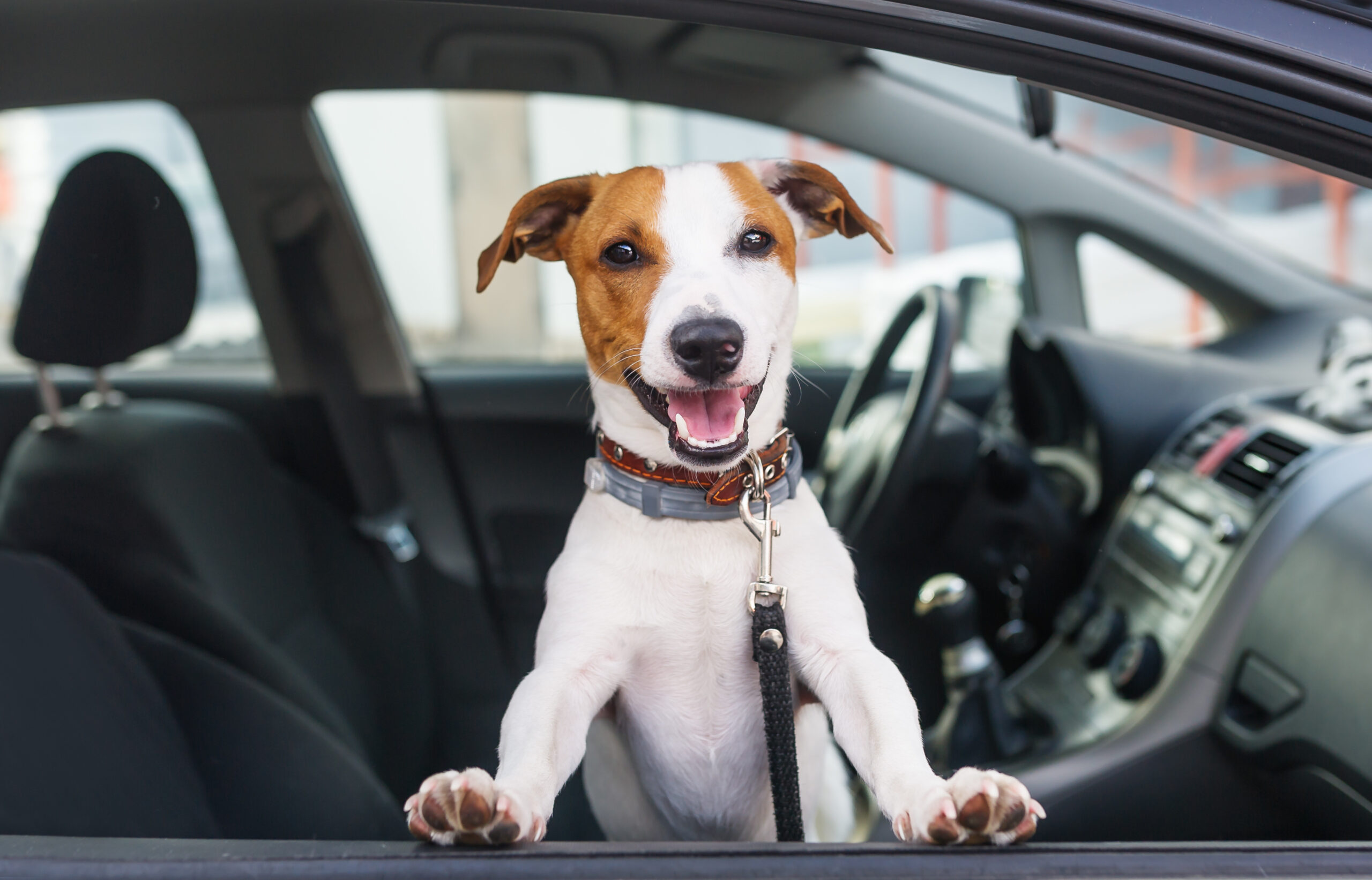Viaja seguro con tu mascota en auto; te decimos cómo
