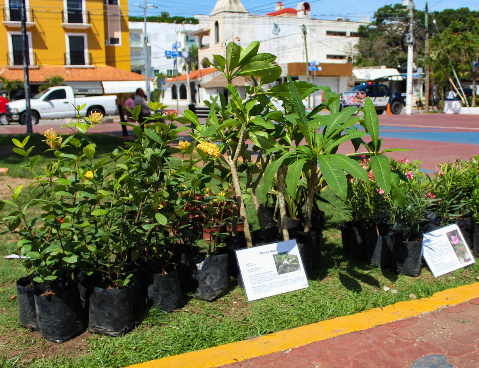 Recicla basura o dona croquetas y llévate una planta gratis