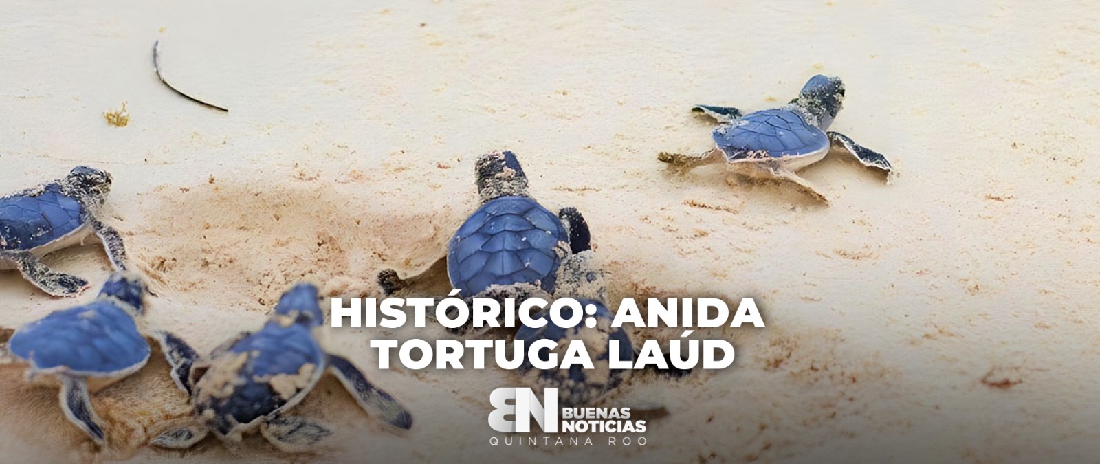 36 años después regresa la tortuga marina más grande del mundo