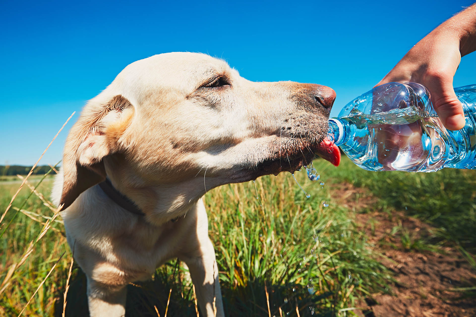Guía para evitar golpes de calor en tus mascotas