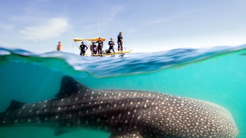 Tiburón ballena: ¿cuál es su importancia para el Caribe Mexicano?