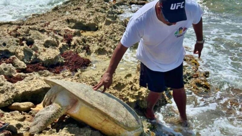 Rescatan y liberan a tortuga marina en Cozumel