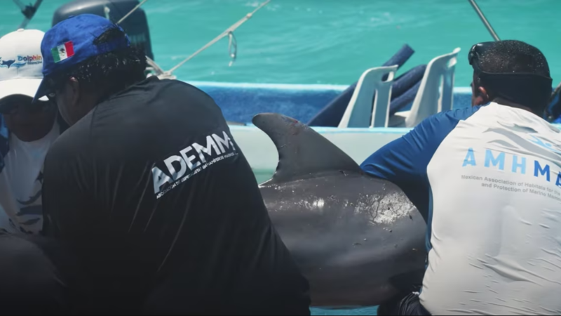 Rescatan a cría de Delfín en las costas de Quintana Roo