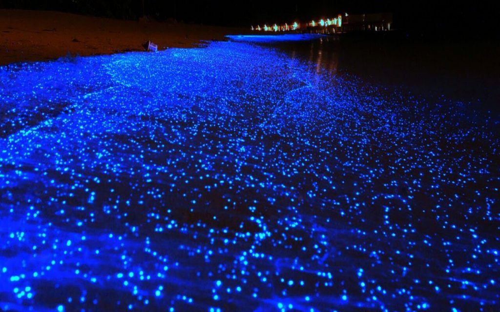 Visita Holbox este verano y maravíllate con la bioluminiscencia