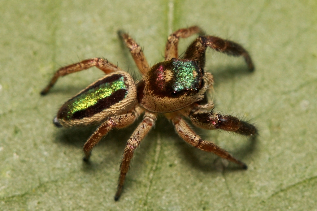 Conoce la araña vegetariana de Q. Roo, única en el mundo