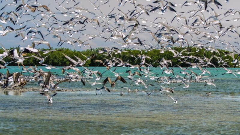 En riesgo, aves playeras del Caribe Mexicano