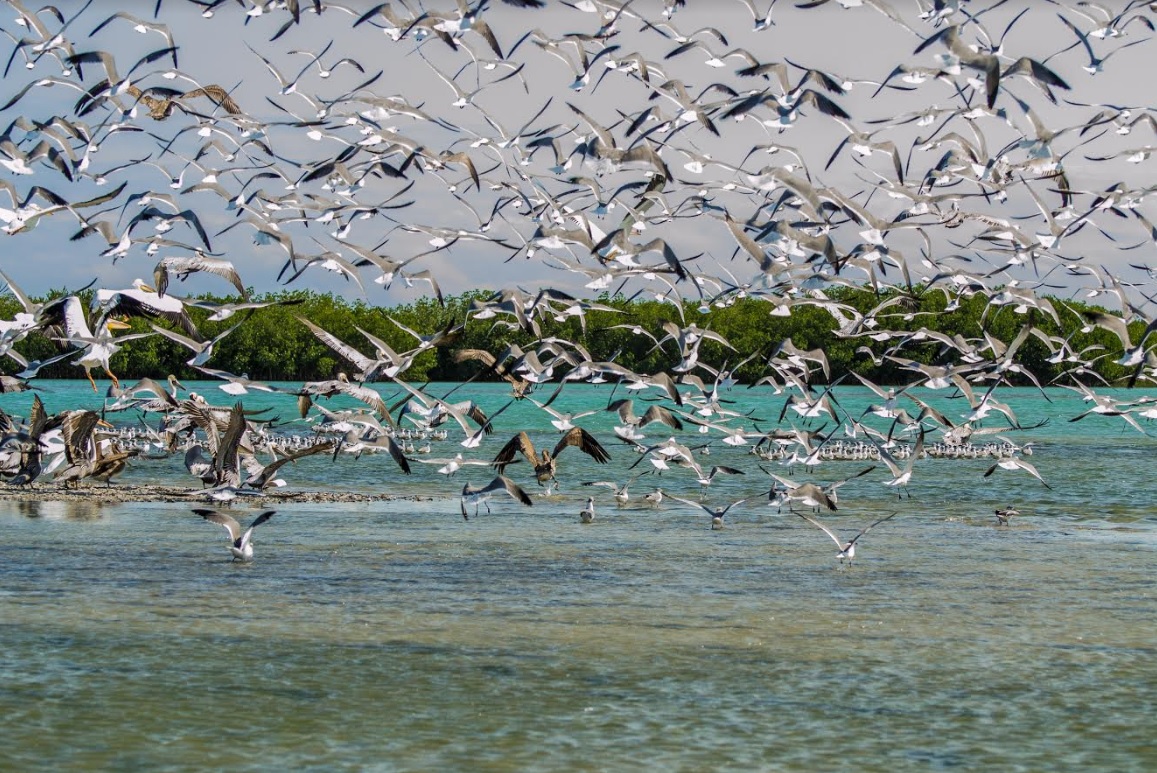 En riesgo, aves playeras del Caribe Mexicano