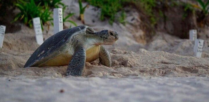 Luego de 36 años vuelve la tortuga laúd a Xcacel-Xcacelito