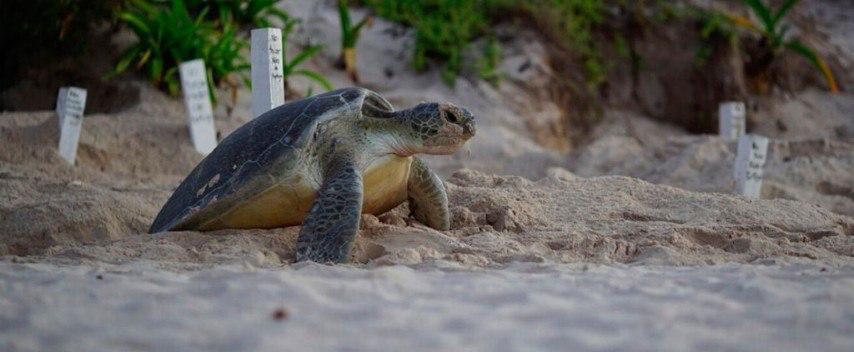 Luego de 36 años vuelve la tortuga laúd a Xcacel-Xcacelito