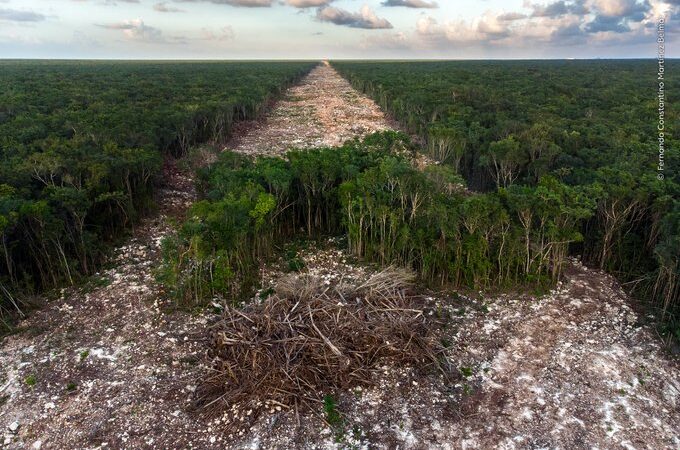 Acusan ecologistas tala de 10 millones de árboles por Tren Maya
