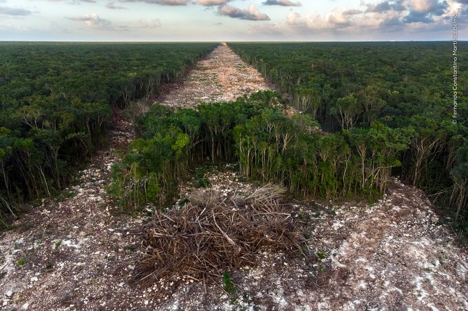 Acusan ecologistas tala de 10 millones de árboles por Tren Maya