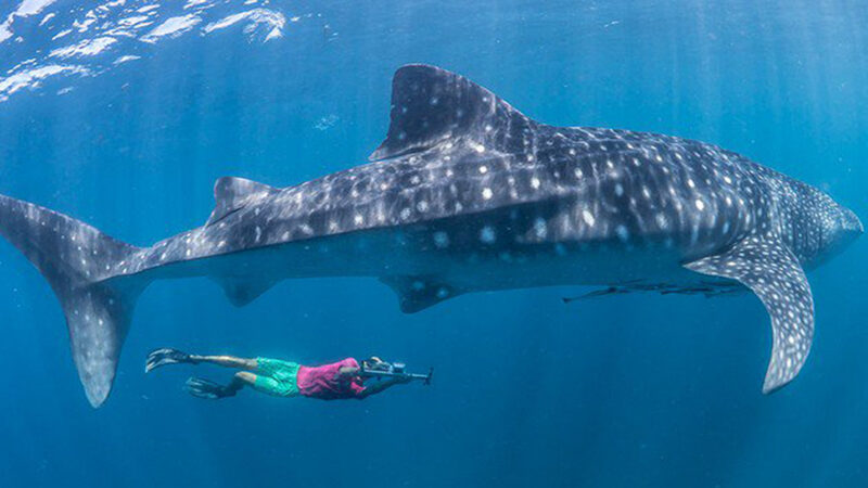 Conoce cómo altera el turismo la conducta de los tiburones ballena