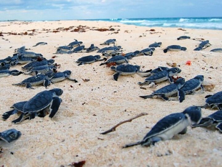 Suman 26 mil 500 tortuguitas liberadas en Tulum