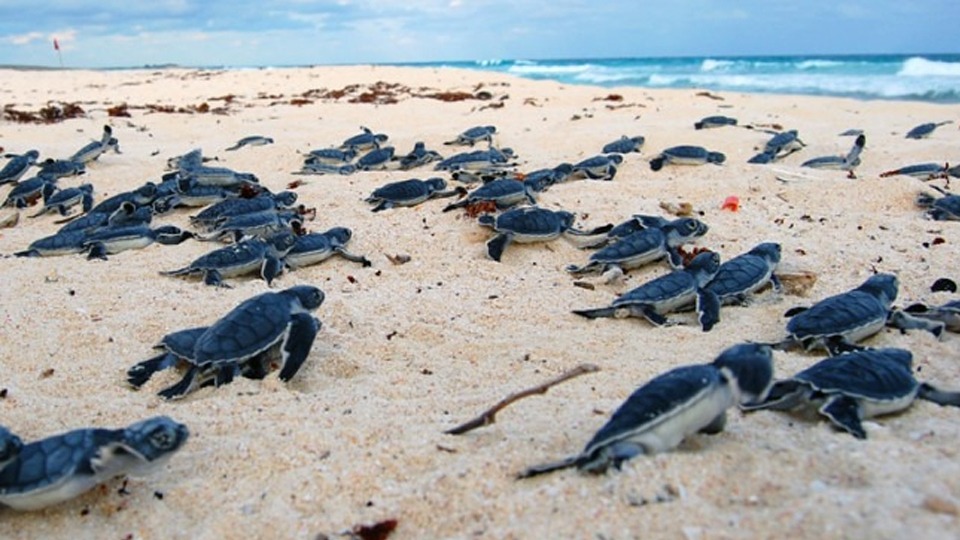 Suman 26 mil 500 tortuguitas liberadas en Tulum