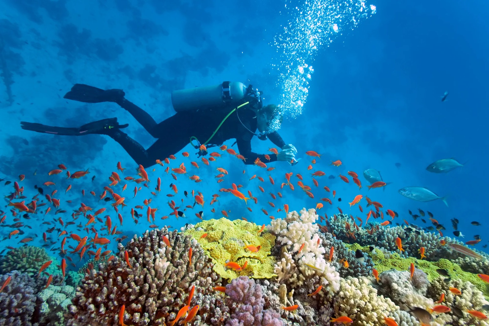 Se eleva temperatura del mar en Q. Roo en 2023; peligran corales