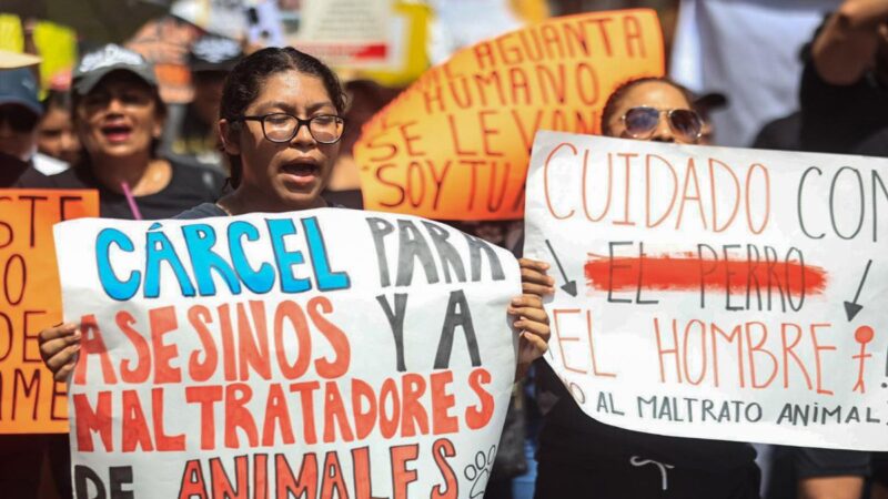 Investiga Fiscalía envenenamiento masivo de perros en Cancún