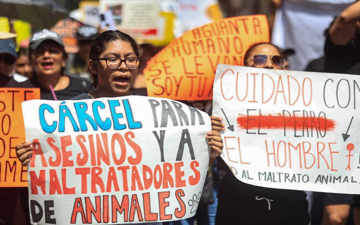 Investiga Fiscalía envenenamiento masivo de perros en Cancún
