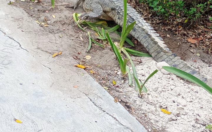 Delimitan bulevar Kukulkán de Cancún por amenaza de cocodrilos