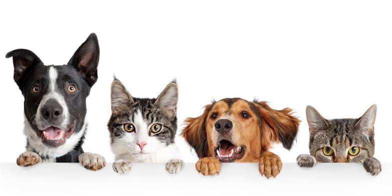 Esterilización gratuita para tus mascotas… Te decimos dónde