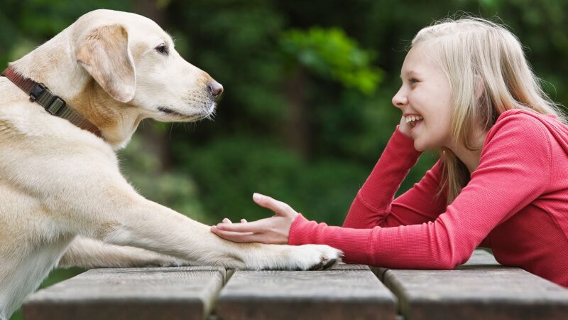 10 palabras que entienden los perros con claridad, según la ciencia