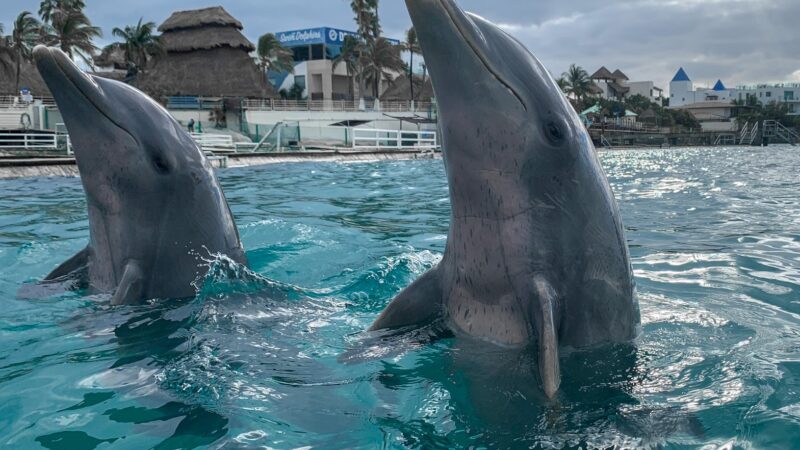 Semana del Delfín en Cancún; invitan a diversas actividades