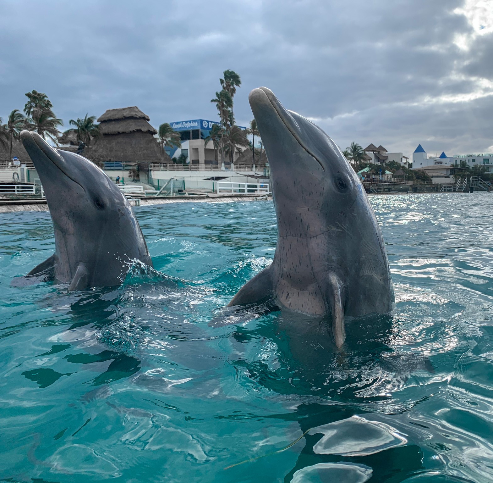 Semana del Delfín en Cancún; invitan a diversas actividades