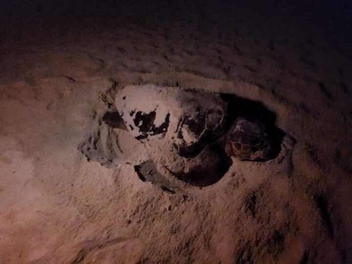 Inaugura tortuga Caguama temporada de anidación en Cancún