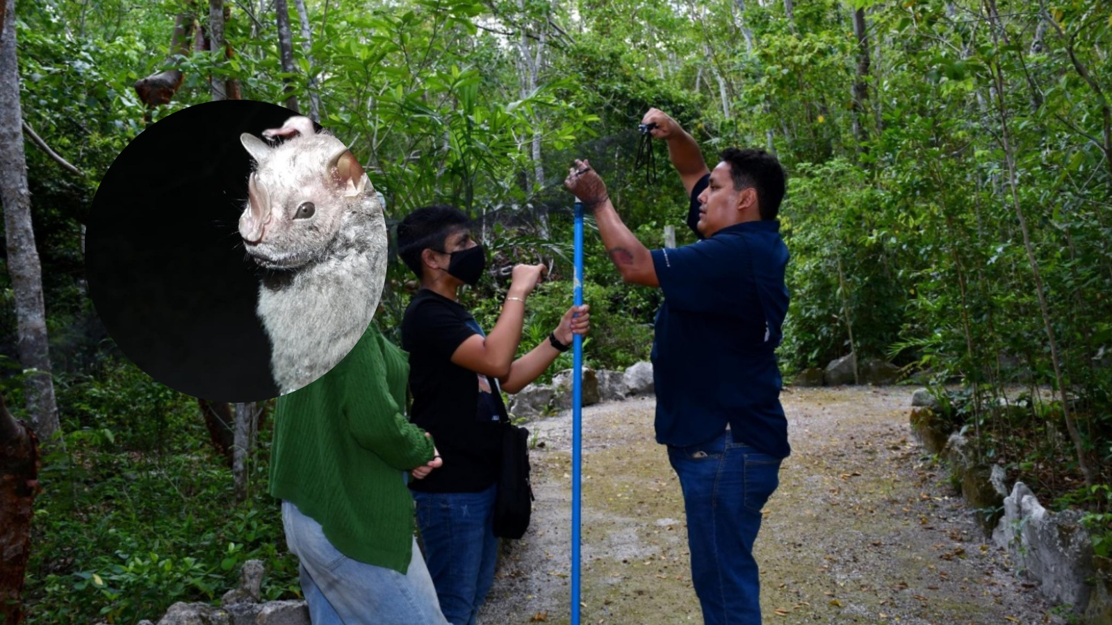 Descubren nueva especie de murciélago en Cozumel