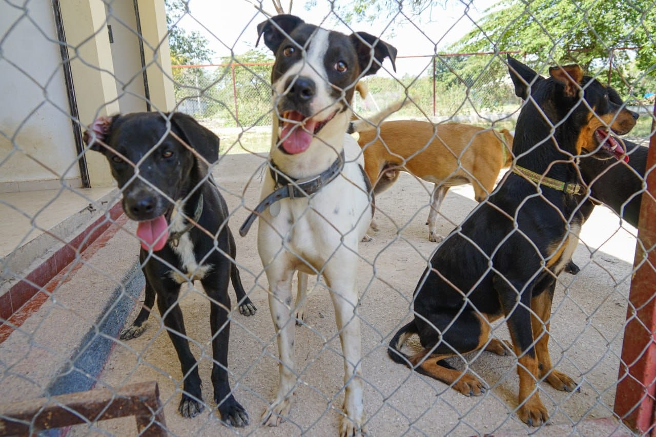 Invitan a adoptar a perros rescatados en pro de la salud pública