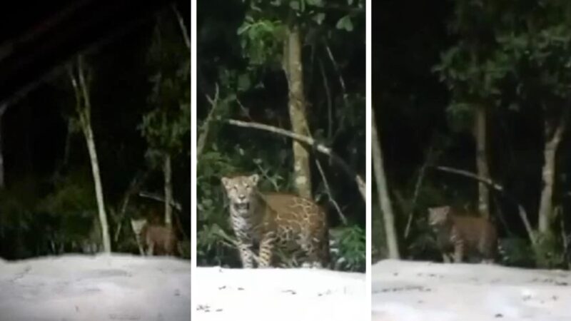 ¡Precaución! Reportan jaguar suelto en fraccionamiento de Cancún
