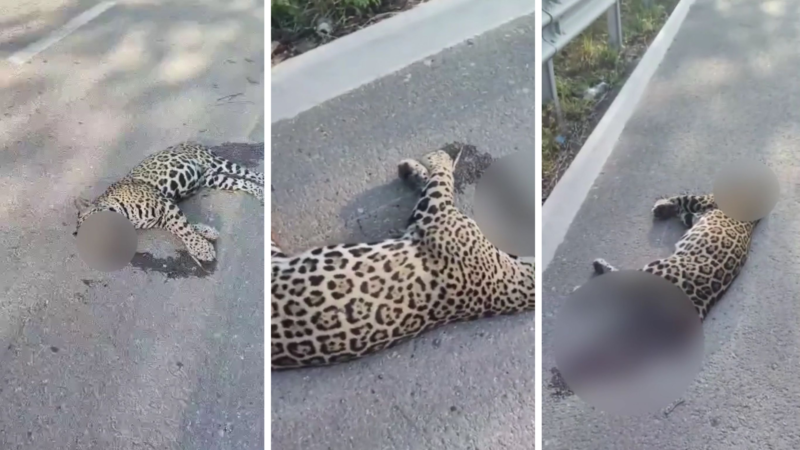 Atropellan a jaguar en la autopista Mérida – Cancún; VIDEO