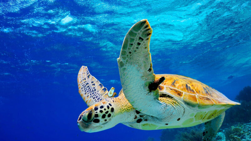 Participa en la conservación de las tortugas marinas en Cancún
