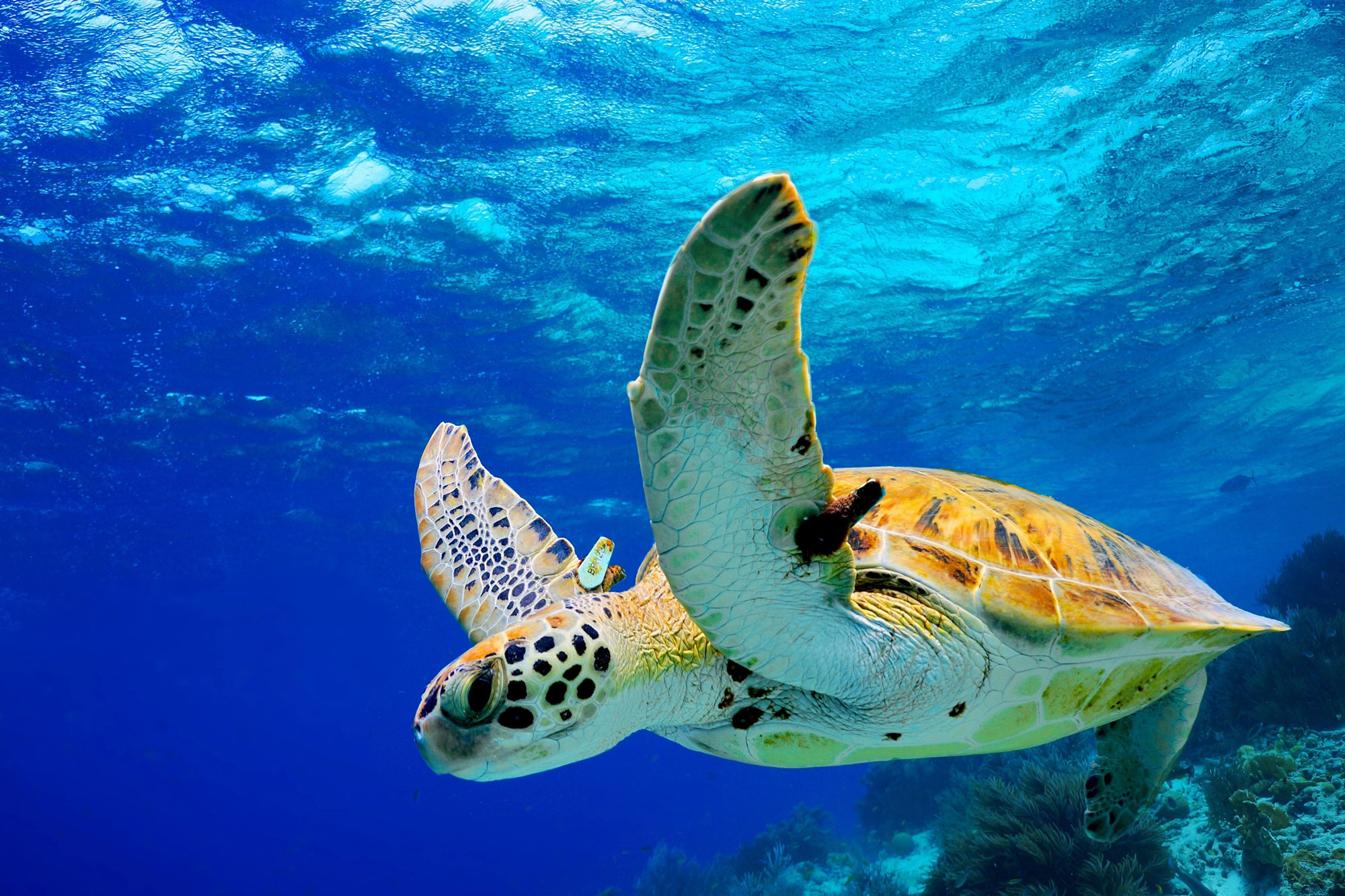 Participa en la conservación de las tortugas marinas en Cancún