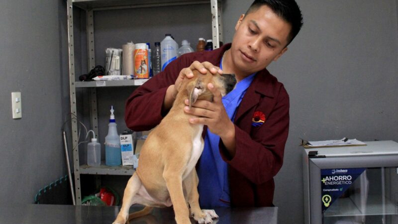 Consulta médica y otros servicios gratis para mascotas en Cancún