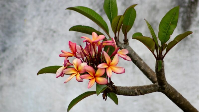 5 plantas endémicas de Q. Roo que harán florecer tu hogar