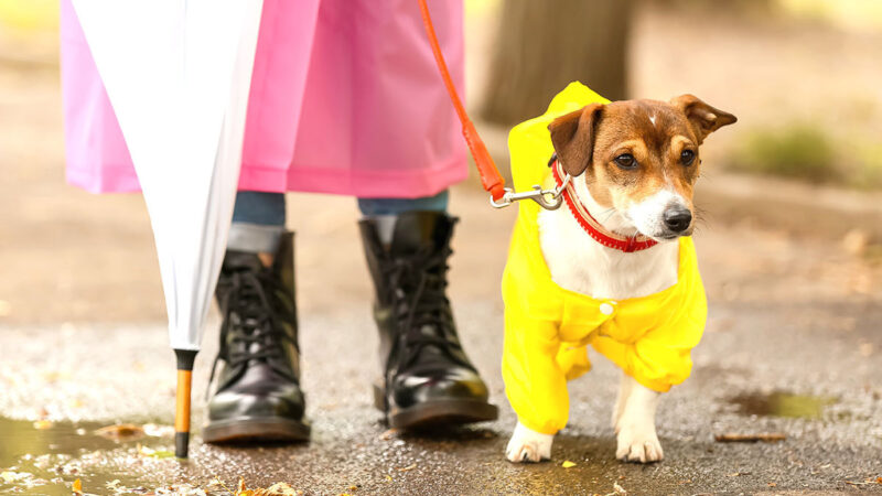 Cuatro consejos para cuidar a tu perro en época de lluvias