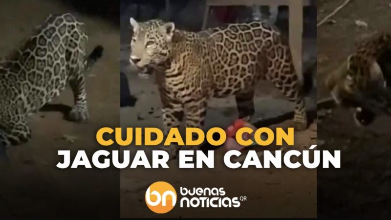 ¡Jaguar suelto! Piden resguardar a perros y gatos de Arco Norte