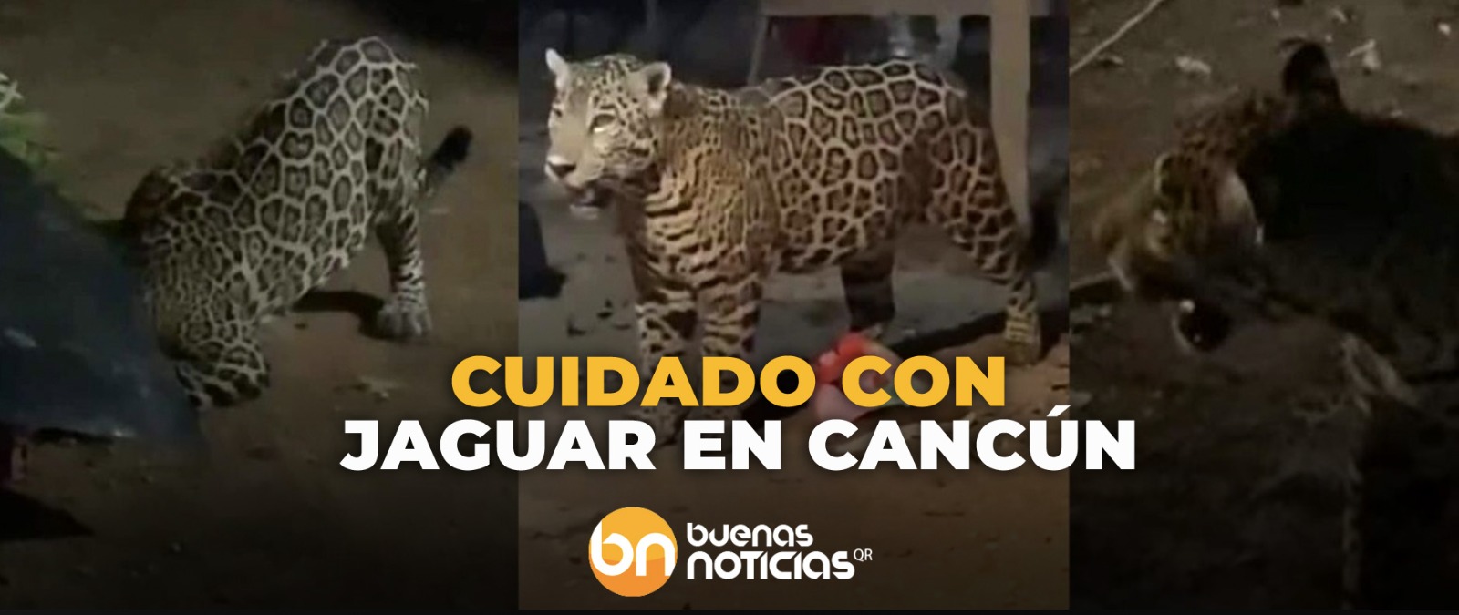 ¡Jaguar suelto! Piden resguardar a perros y gatos de Arco Norte