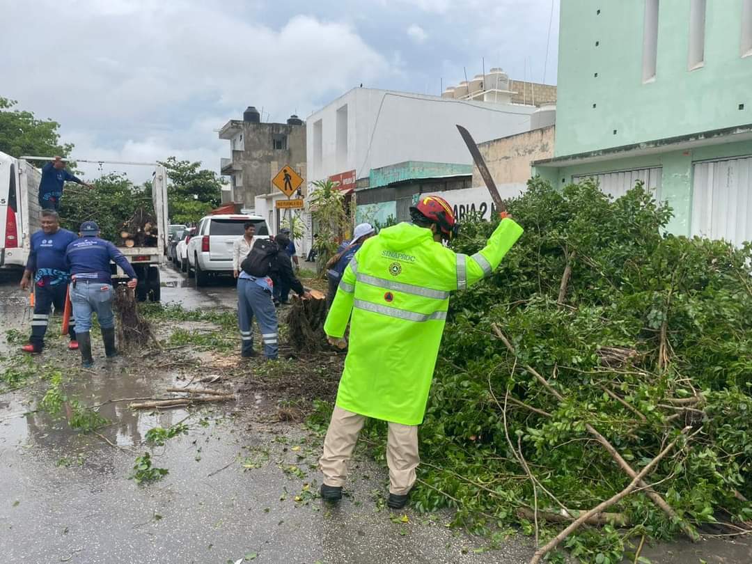 Abren vialidades tras caída de árboles por las lluvias