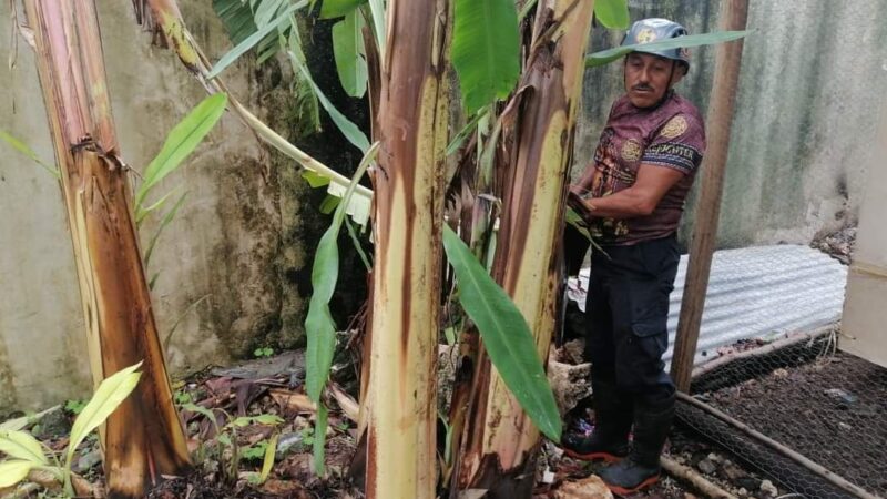 Lluvias causan que peces y cocodrilos salgan a calles de Chetumal