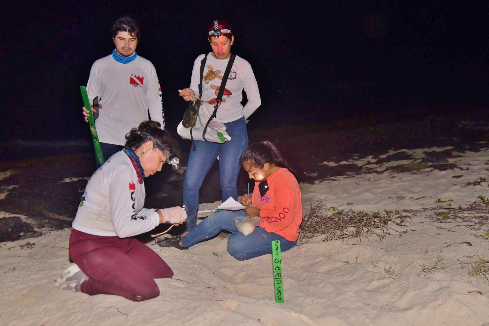 Buscan voluntarios para trabajar con tortugas en Cozumel