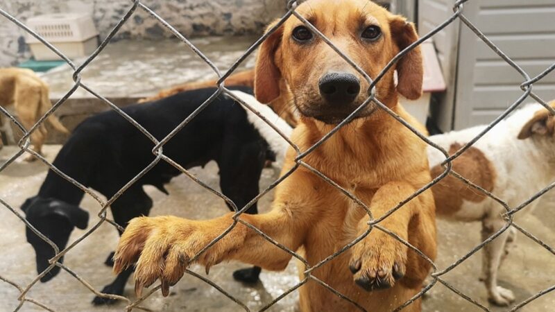 Entérate de cuánto es el castigo por maltratar a un perro en Q. Roo