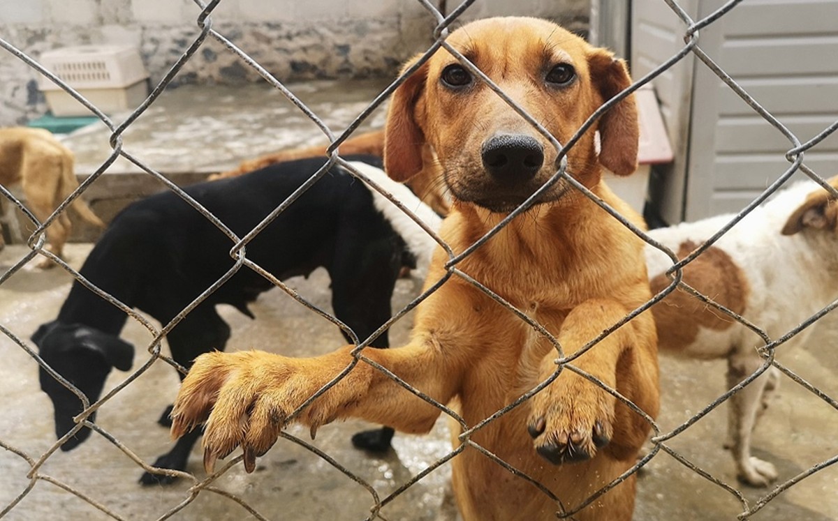 Entérate de cuánto es el castigo por maltratar a un perro en Q. Roo