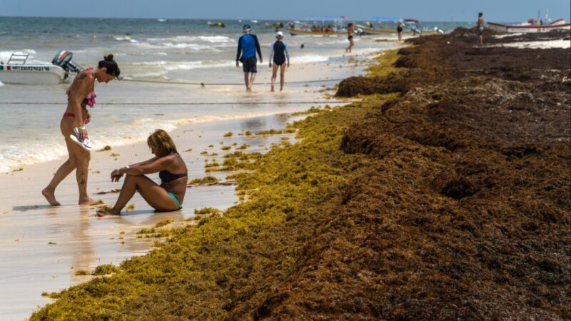 Quintana Roo: Aprovechamiento de sargazo, el reto de Sheinbaum