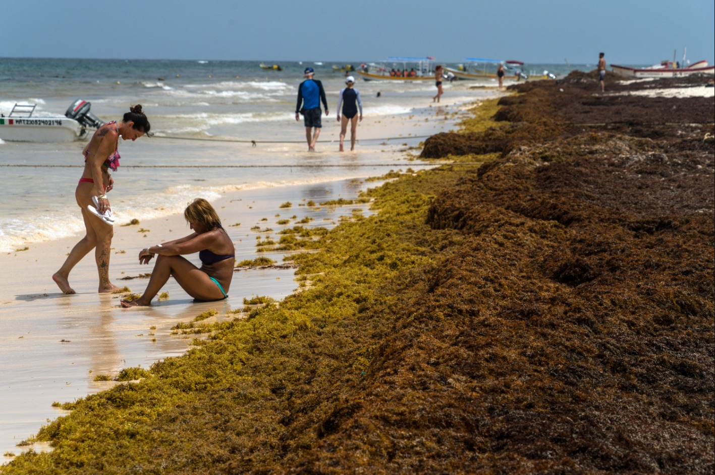 Quintana Roo: Aprovechamiento de sargazo, el reto de Sheinbaum